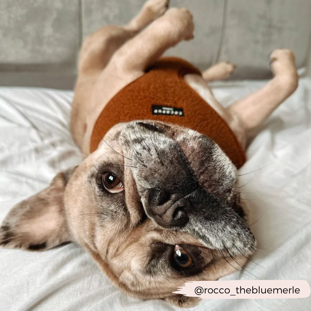 Teddy Adjustable Neck HARNESS - Paddington - Image 6