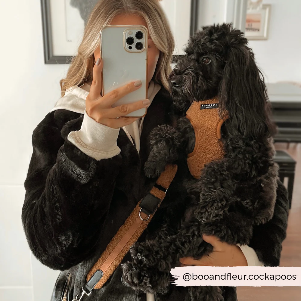 Teddy Adjustable Neck HARNESS - Paddington - Image 8