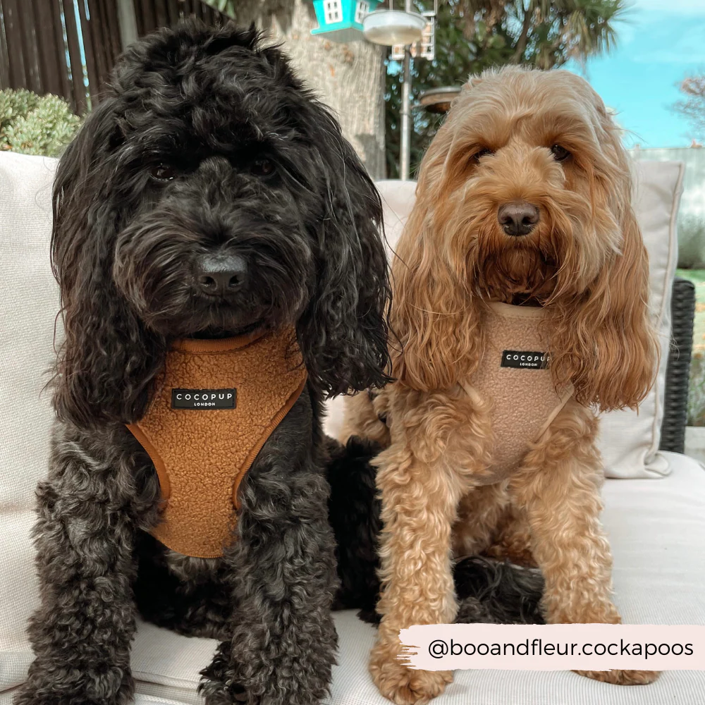 Teddy Adjustable Neck HARNESS - Paddington - Image 9