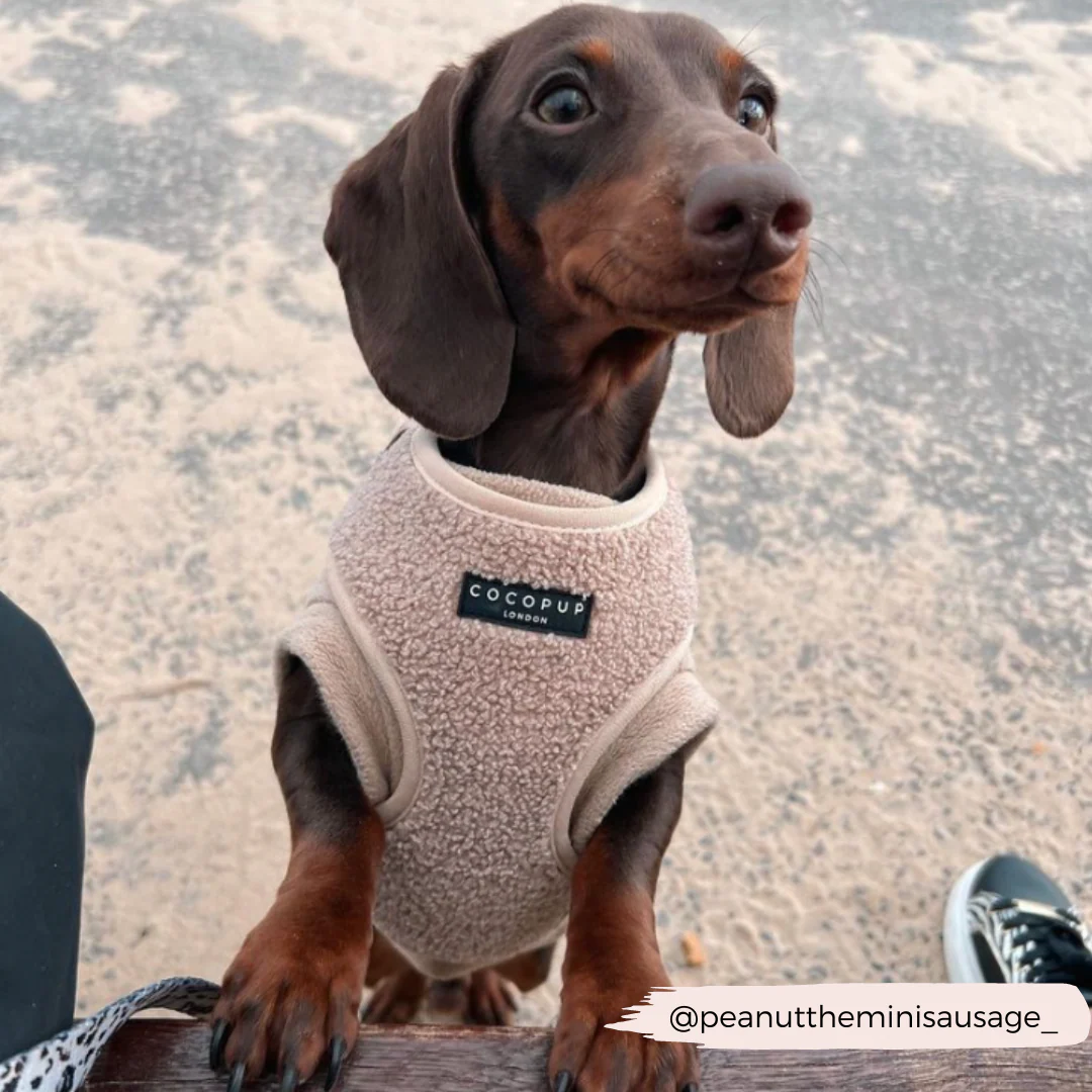 Teddy Adjustable Neck HARNESS - Rupert - Image 13