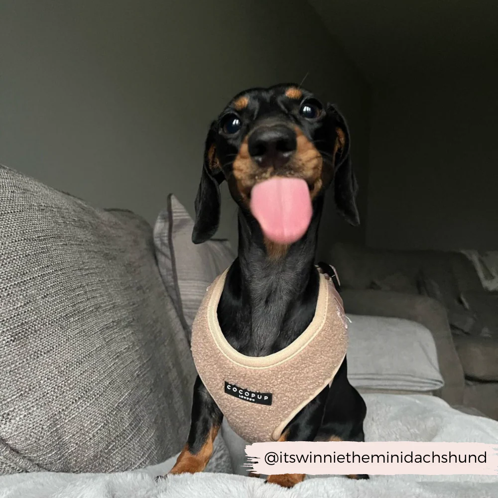 Teddy Adjustable Neck HARNESS - Rupert - Image 14