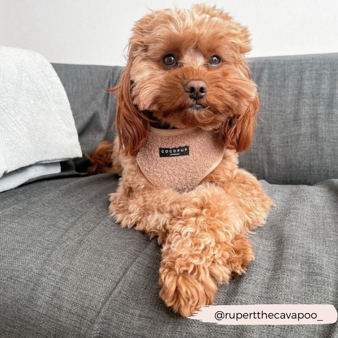 Teddy Adjustable Neck HARNESS - Rupert - Image 16