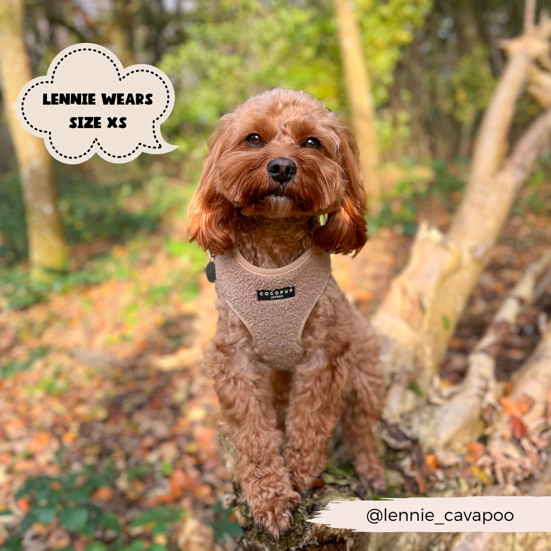 Teddy Adjustable Neck HARNESS - Rupert - Image 17