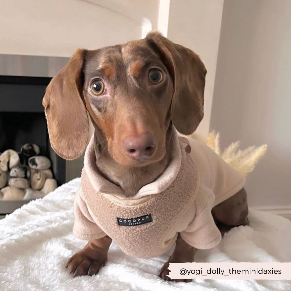 Teddy Adjustable Neck HARNESS - Rupert - Image 20