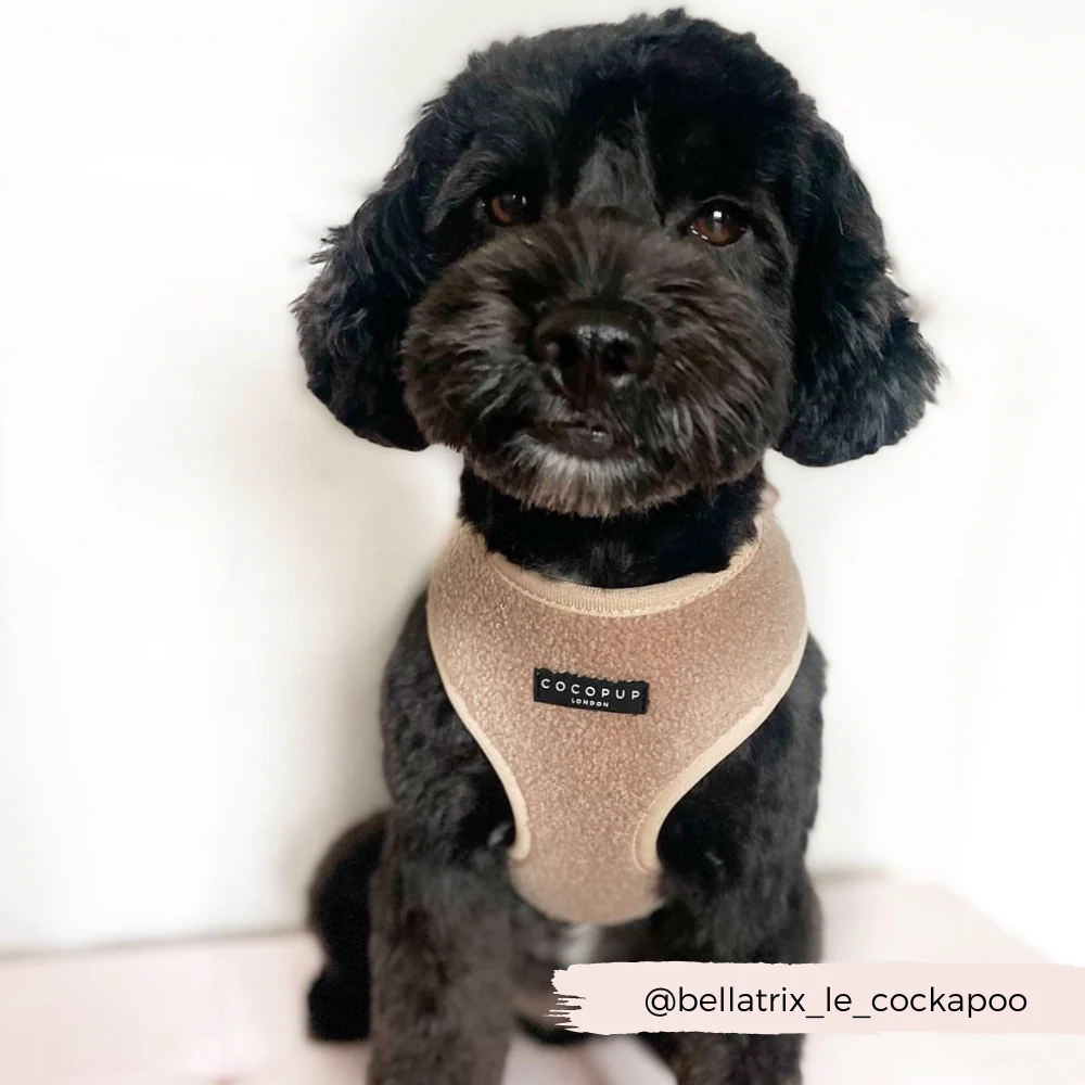 Teddy Adjustable Neck HARNESS - Rupert - Image 22