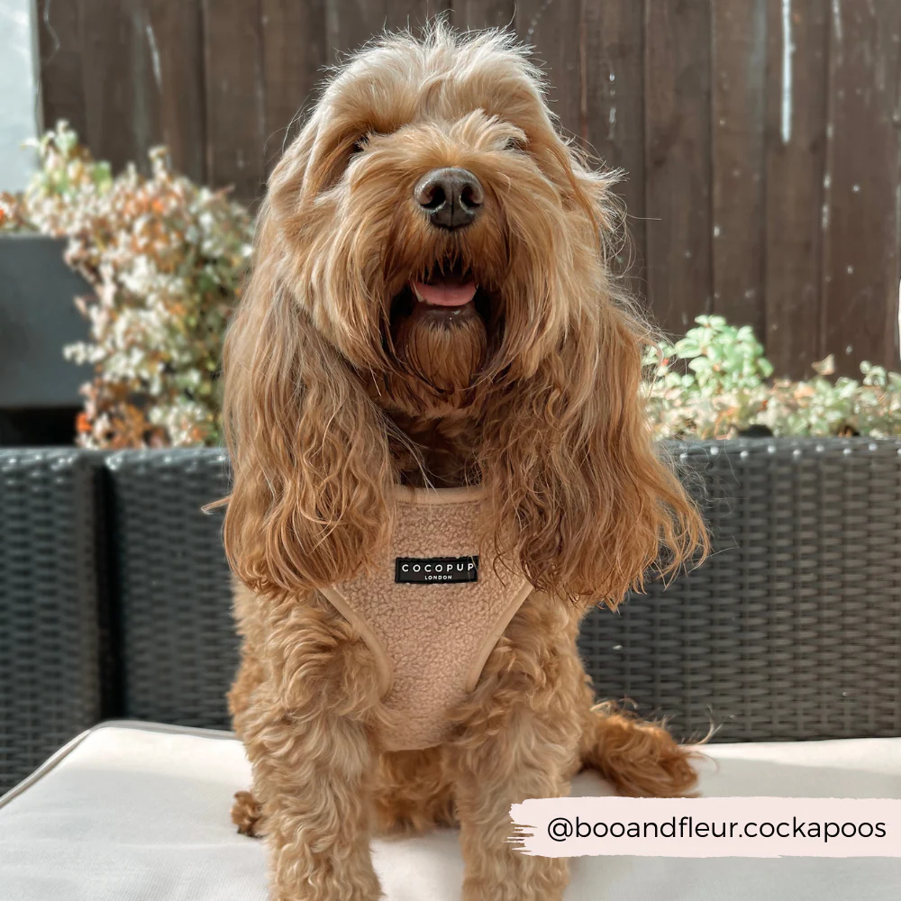 Teddy Adjustable Neck HARNESS - Rupert - Image 23