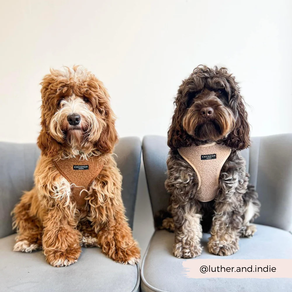 Teddy Adjustable Neck HARNESS - Rupert - Image 25