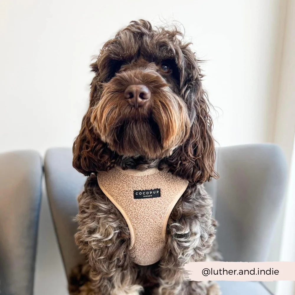 Teddy Adjustable Neck HARNESS - Rupert - Image 26
