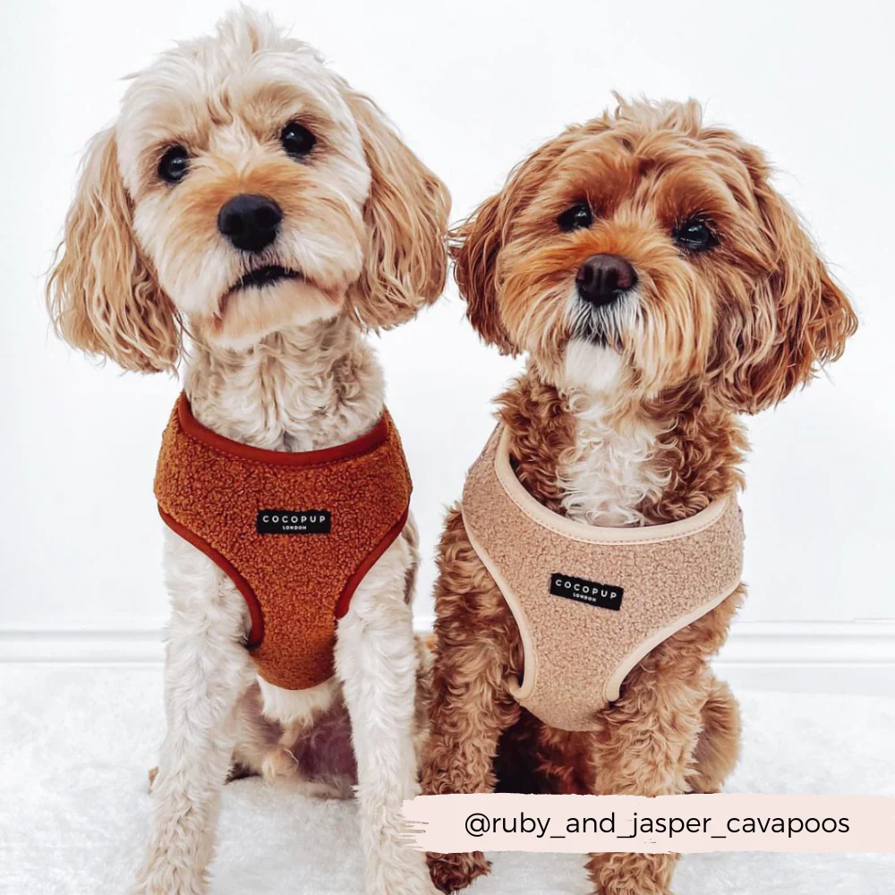 Teddy Adjustable Neck HARNESS - Rupert - Image 27