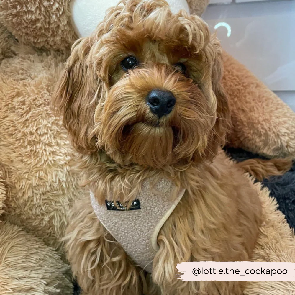 Teddy Adjustable Neck HARNESS - Rupert - Image 28