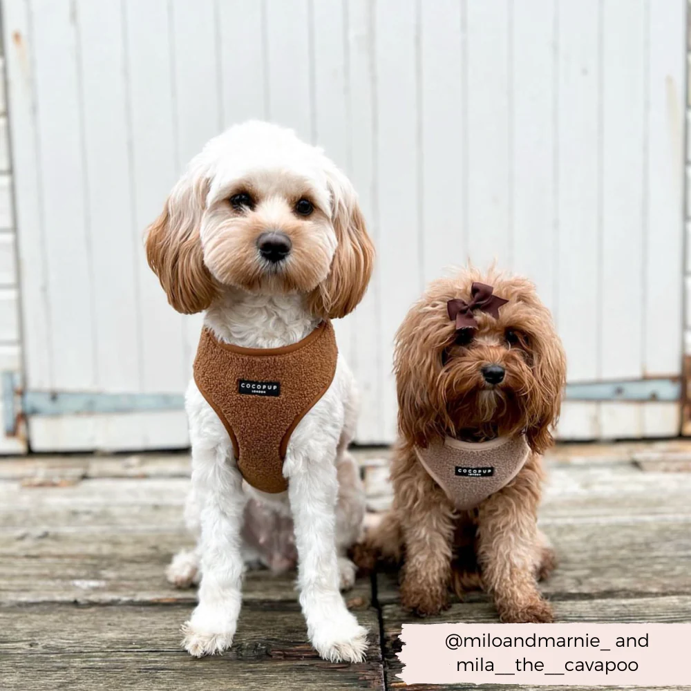 Teddy Adjustable Neck HARNESS - Rupert - Image 29