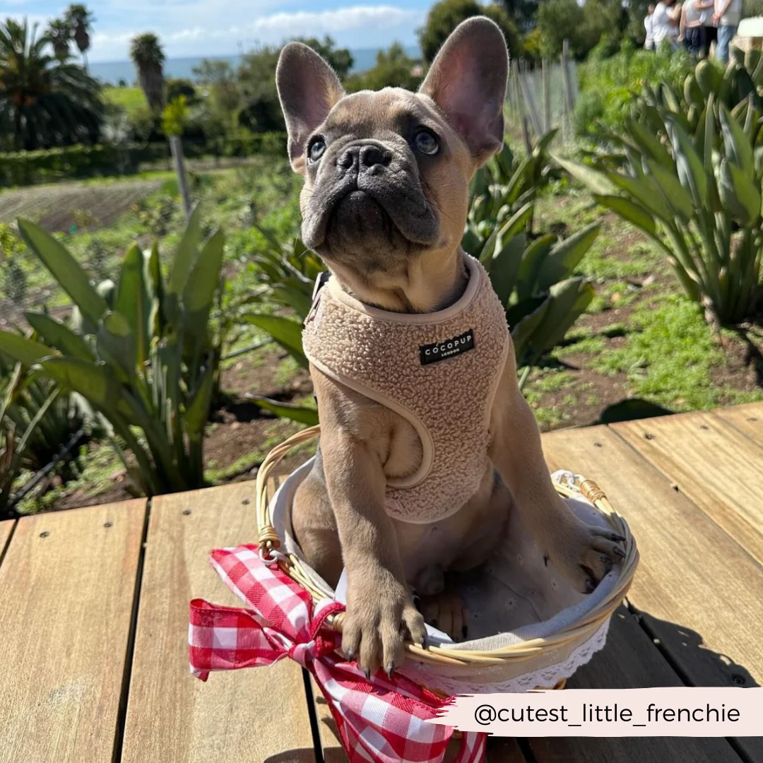 Teddy Adjustable Neck HARNESS - Rupert - Image 33