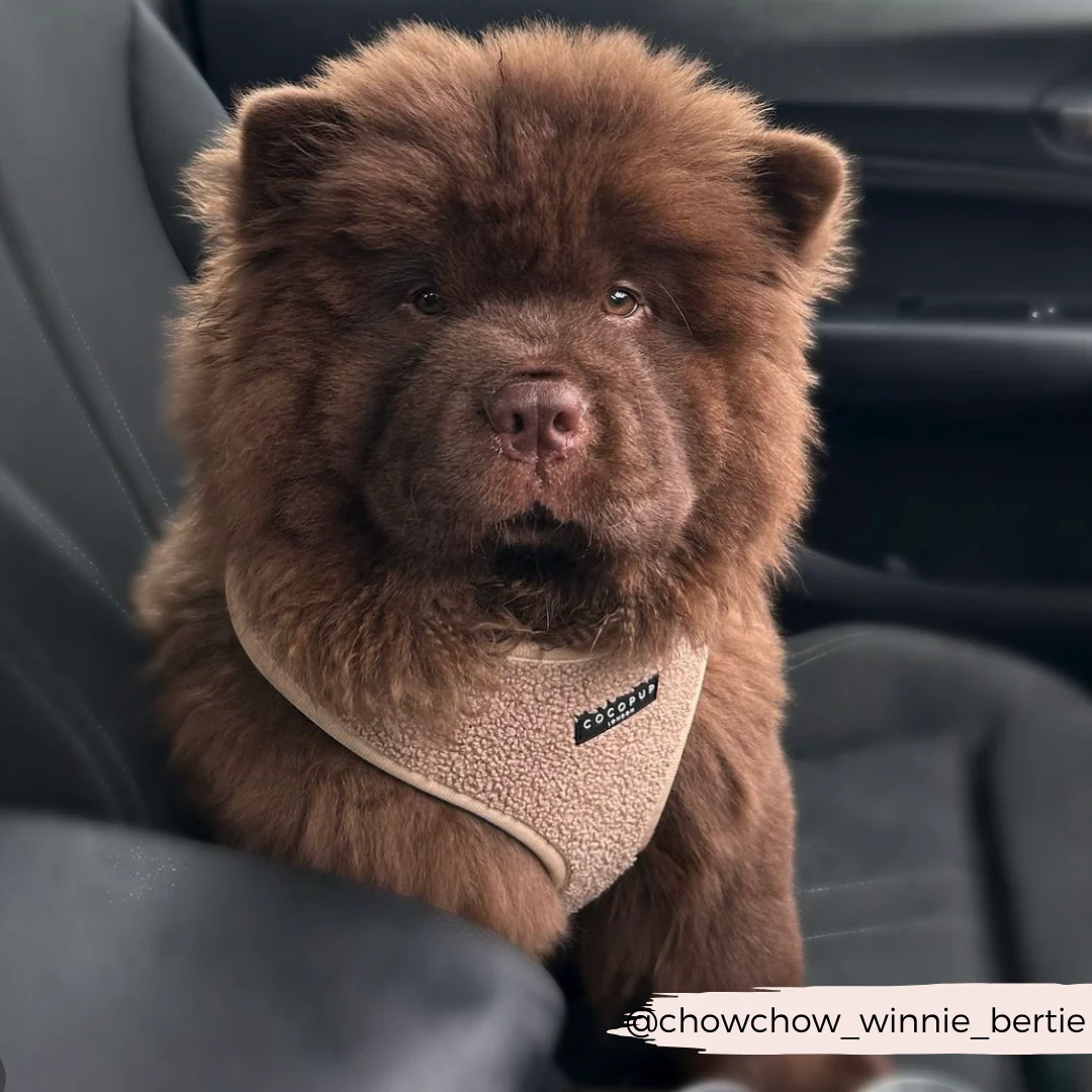 Teddy Adjustable Neck HARNESS - Rupert - Image 34