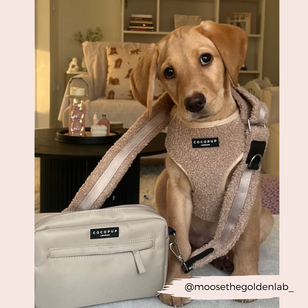 Teddy Adjustable Neck HARNESS - Rupert - Image 36