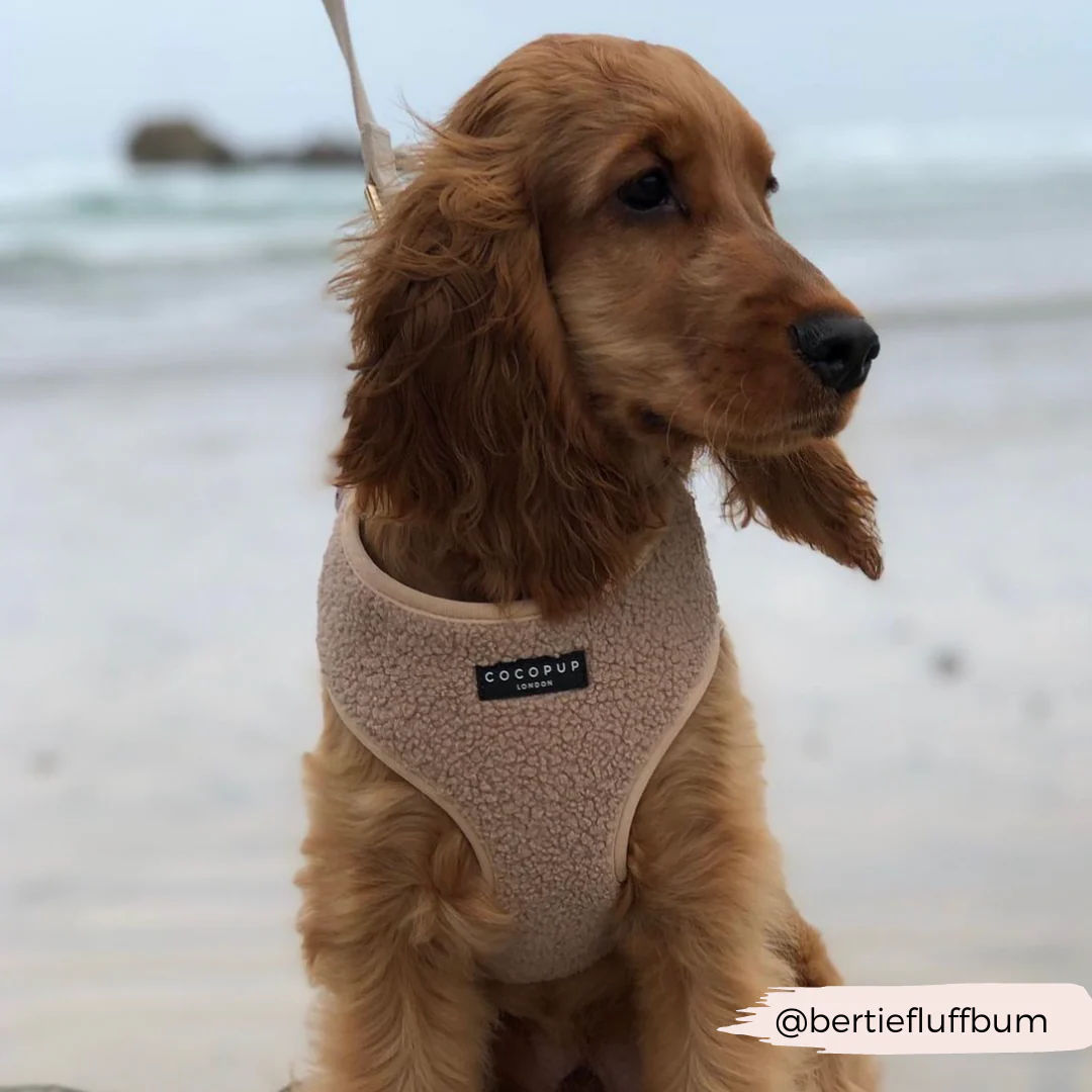 Teddy Adjustable Neck HARNESS - Rupert - Image 37