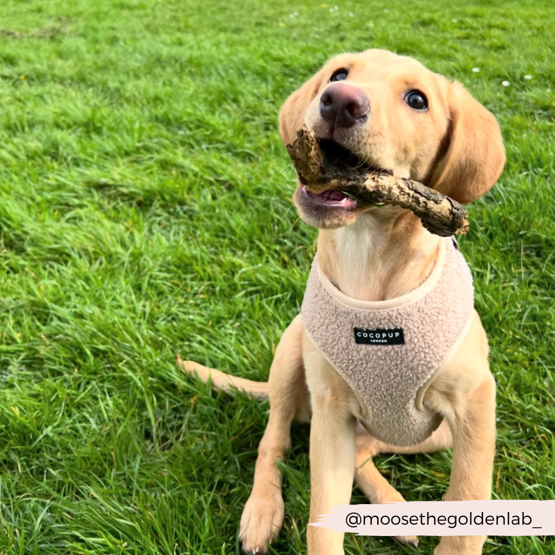 Teddy Adjustable Neck HARNESS - Rupert - Image 39