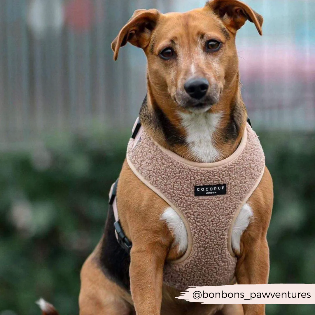 Teddy Adjustable Neck HARNESS - Rupert - Image 40