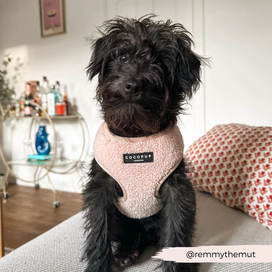 Teddy Adjustable Neck HARNESS - Rupert - Image 41