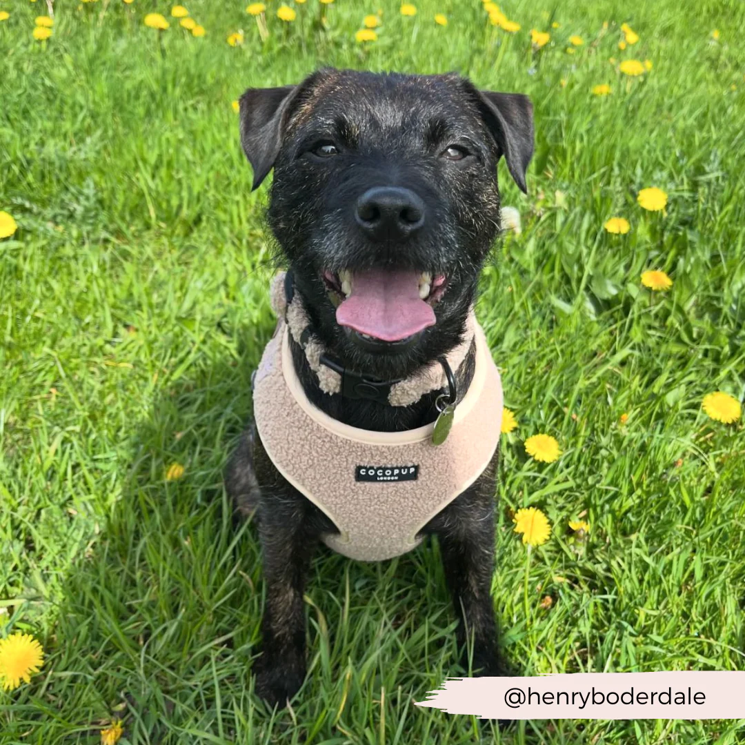 Teddy Adjustable Neck HARNESS - Rupert - Image 42