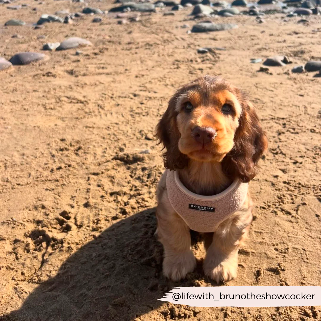 Teddy Adjustable Neck HARNESS - Rupert - Image 44