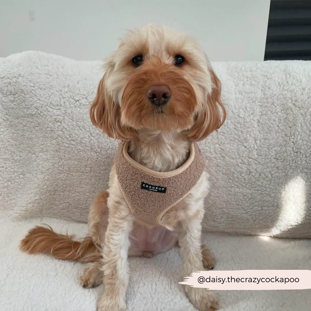 Teddy Adjustable Neck HARNESS - Rupert - Image 45