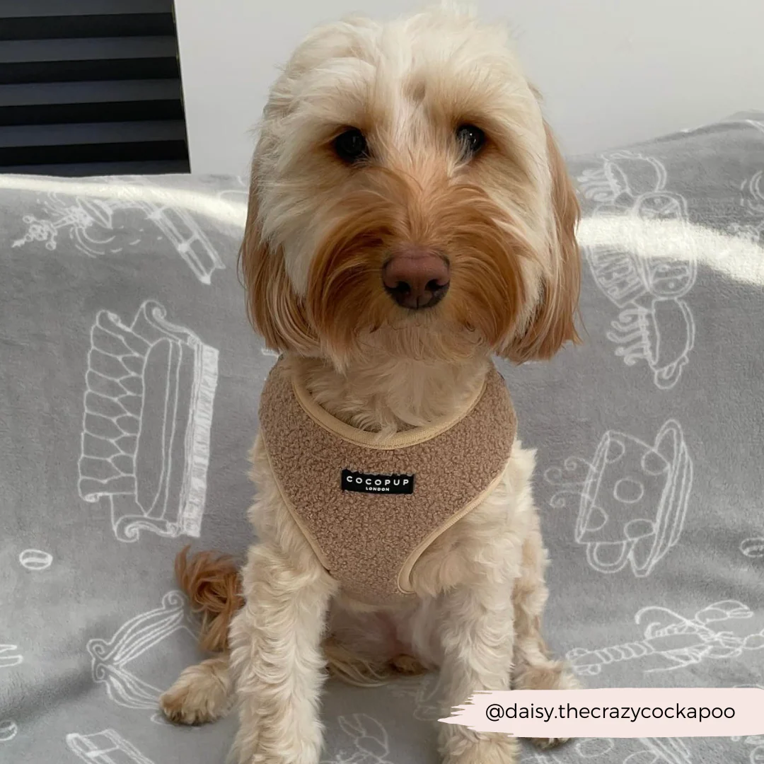 Teddy Adjustable Neck HARNESS - Rupert - Image 46