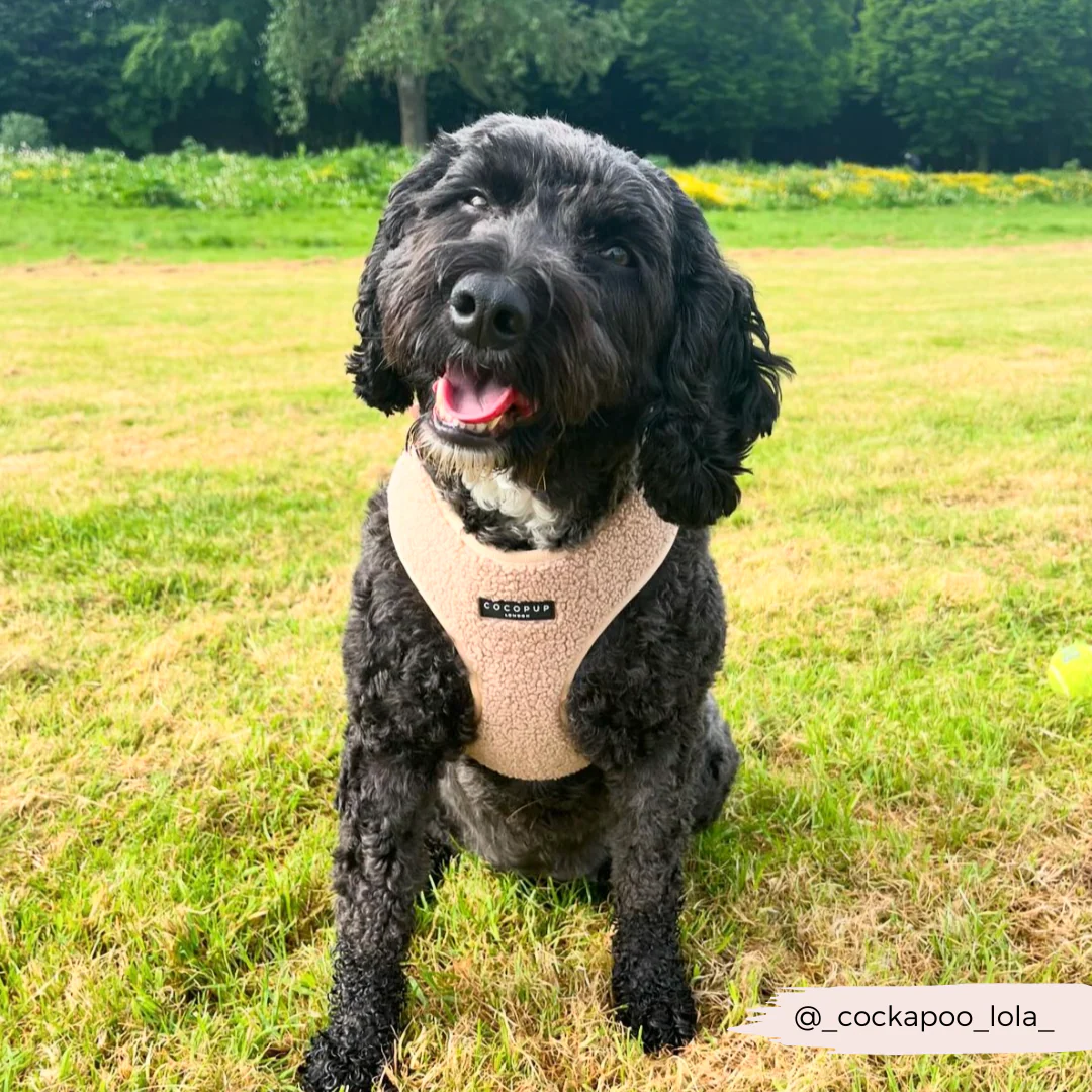 Teddy Adjustable Neck HARNESS - Rupert - Image 47