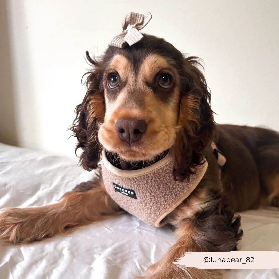 Teddy Adjustable Neck HARNESS - Rupert - Image 49