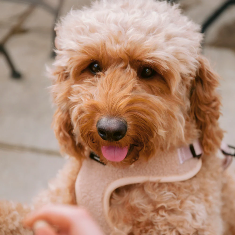 Teddy Adjustable Neck HARNESS - Rupert - Image 5