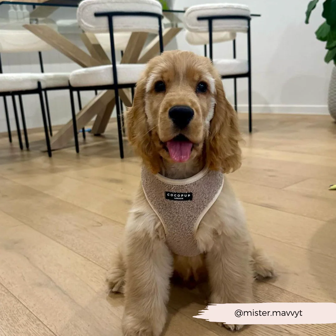 Teddy Adjustable Neck HARNESS - Rupert - Image 50