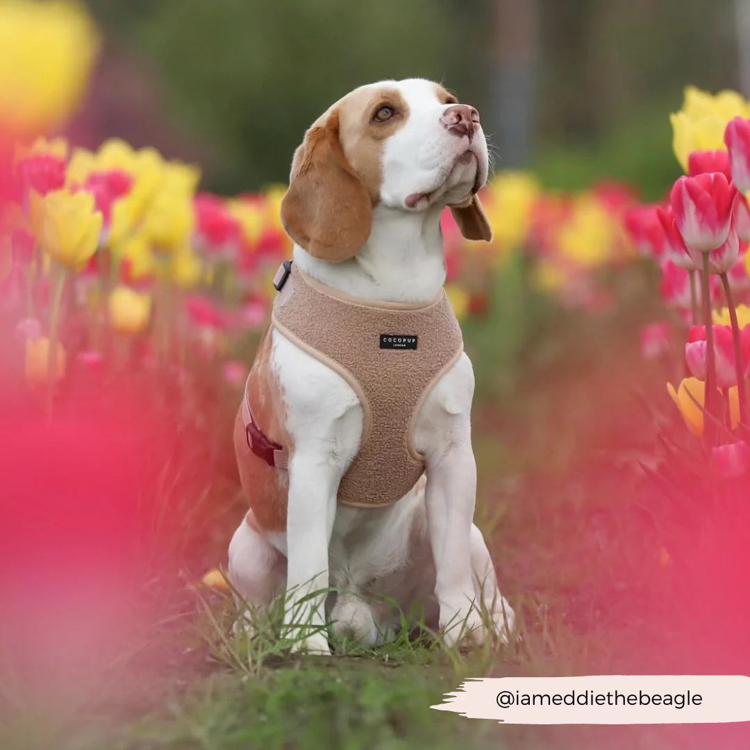 Teddy Adjustable Neck HARNESS - Rupert - Image 51