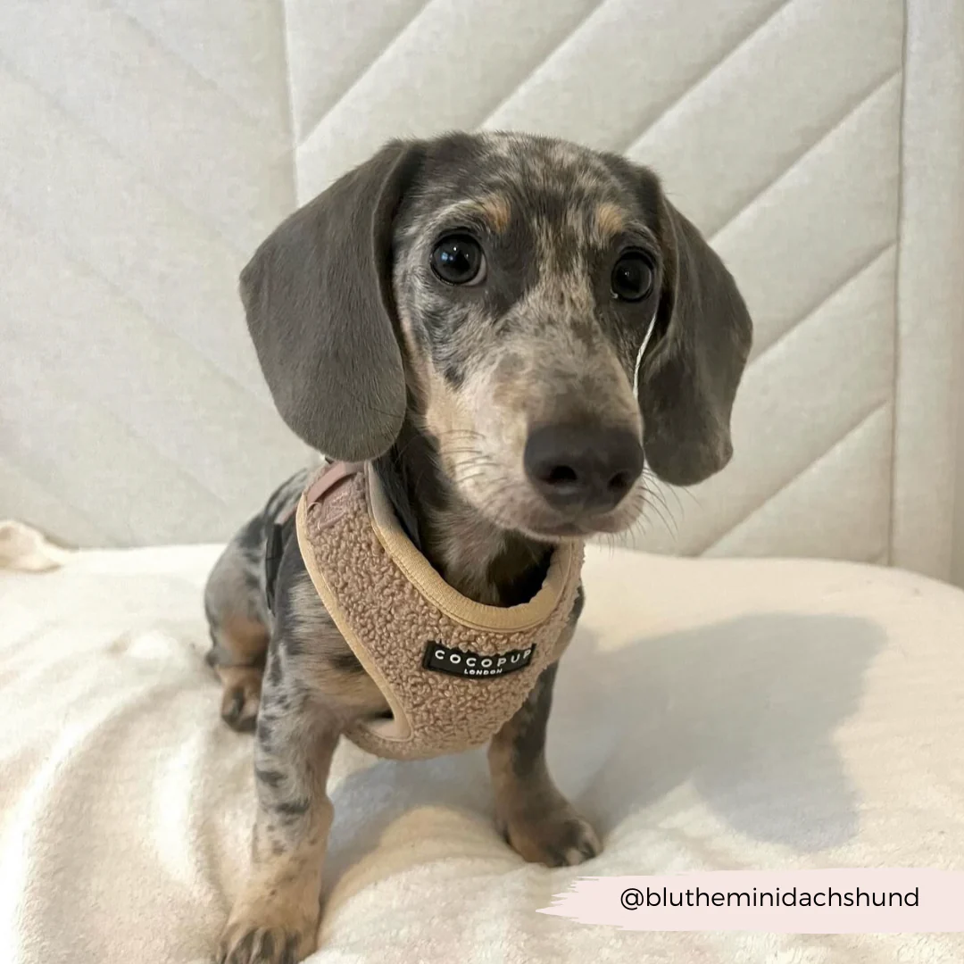 Teddy Adjustable Neck HARNESS - Rupert - Image 54