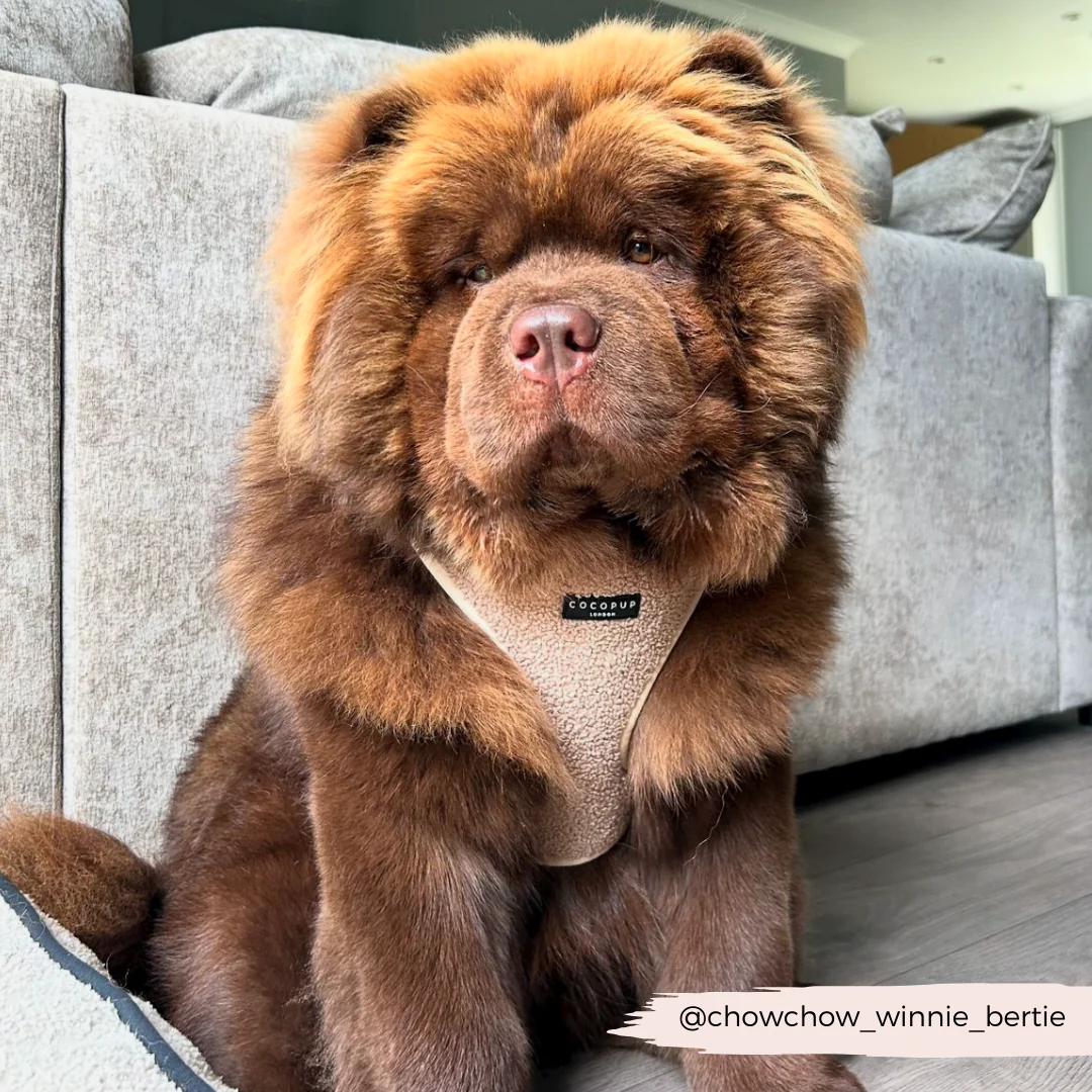 Teddy Adjustable Neck HARNESS - Rupert - Image 55