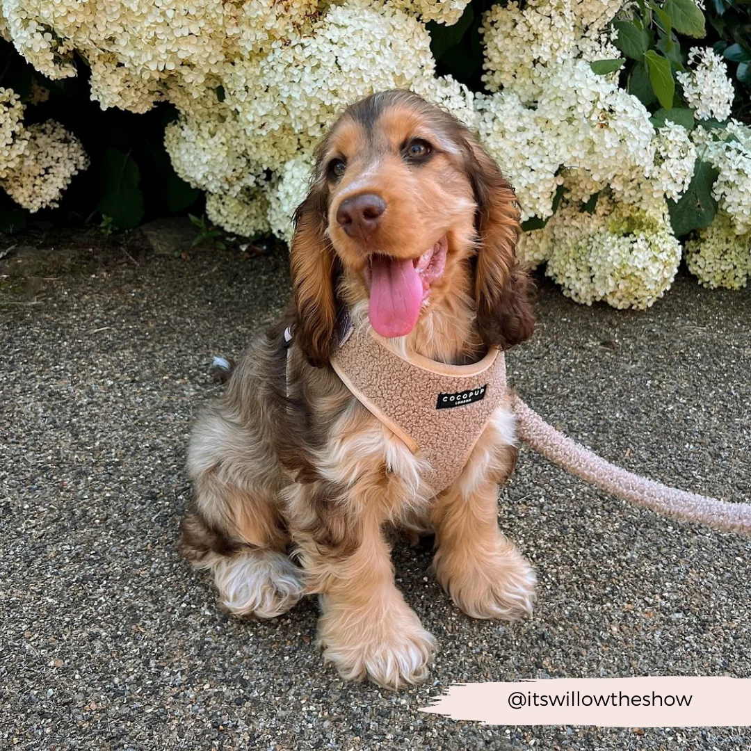 Teddy Adjustable Neck HARNESS - Rupert - Image 57