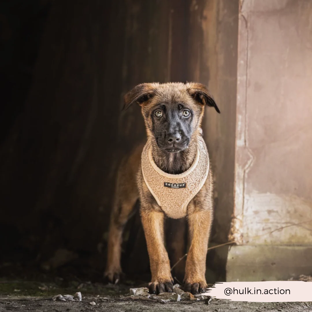 Teddy Adjustable Neck HARNESS - Rupert - Image 59