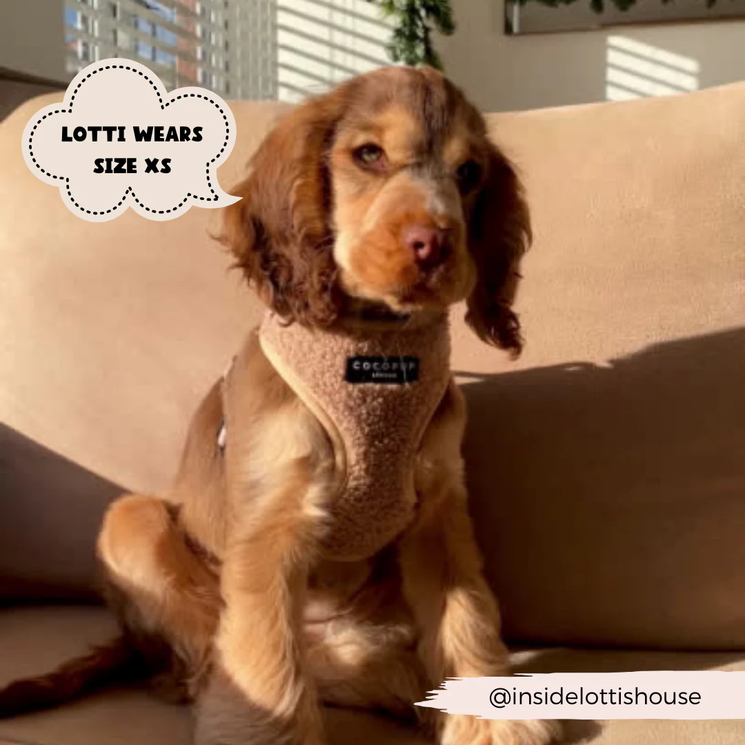 Teddy Adjustable Neck HARNESS - Rupert - Image 9