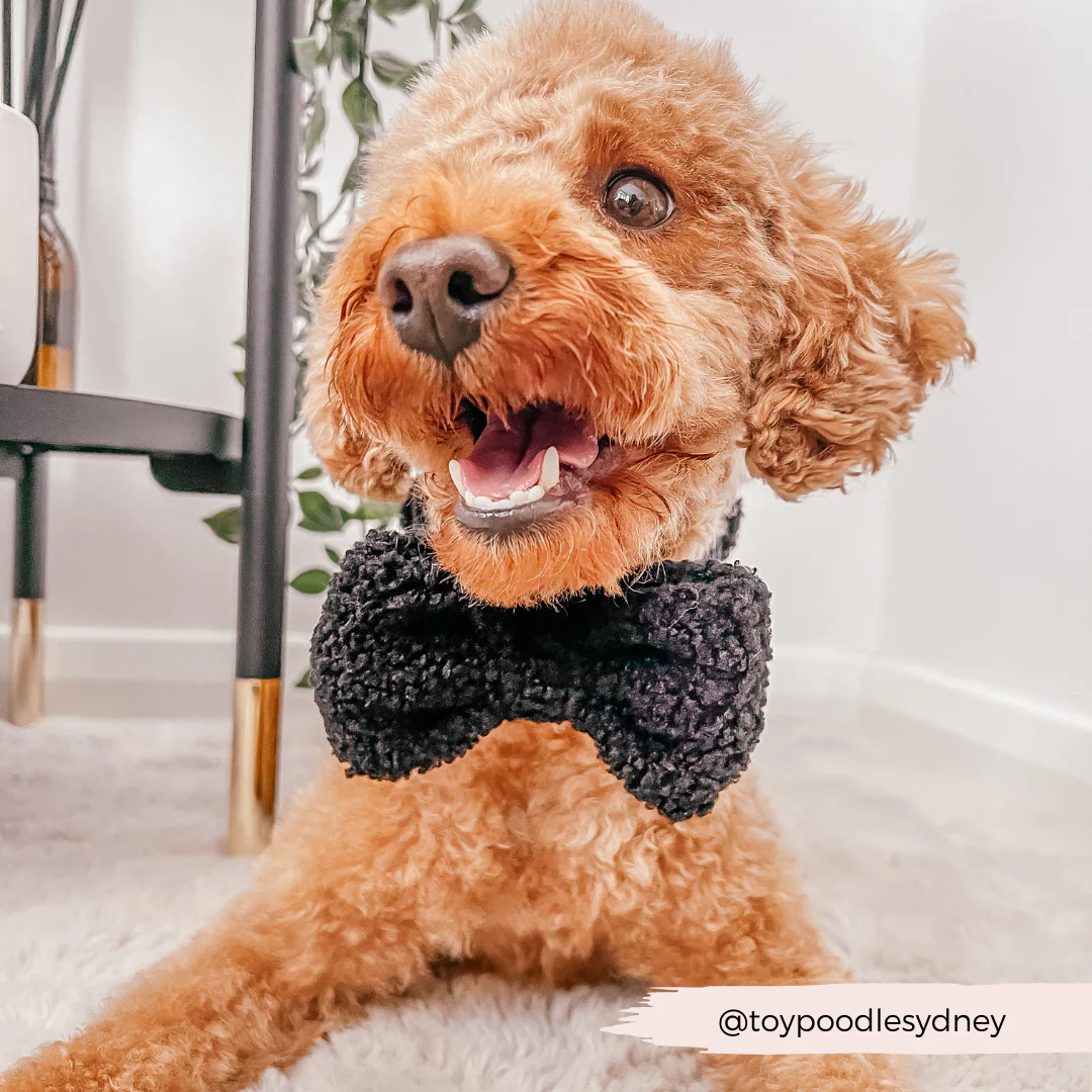 Teddy Bow Tie - Baloo - Image 6