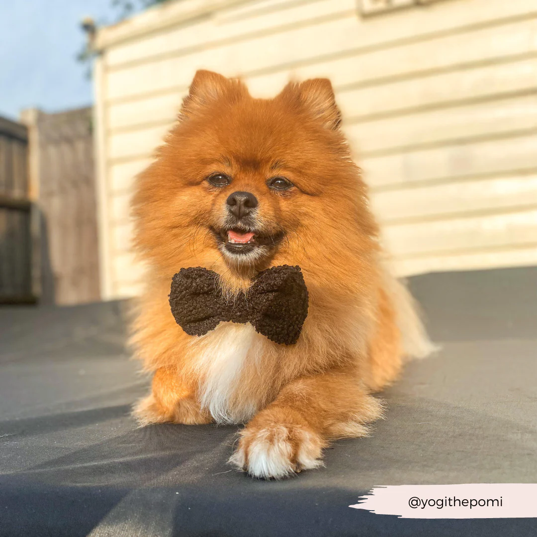 Teddy Bow Tie - Baloo - Image 7