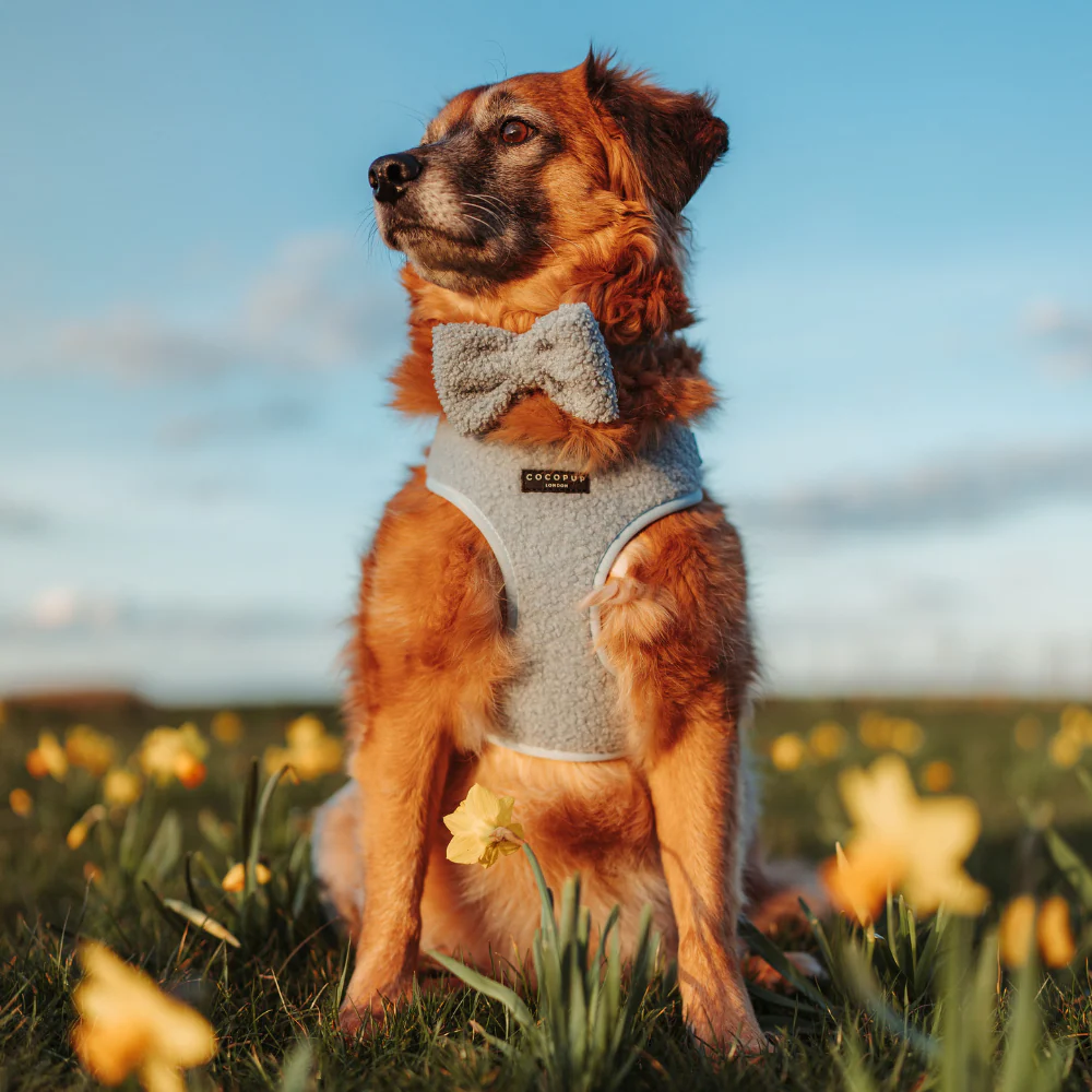 Teddy Bow Tie - Daydream - Image 3