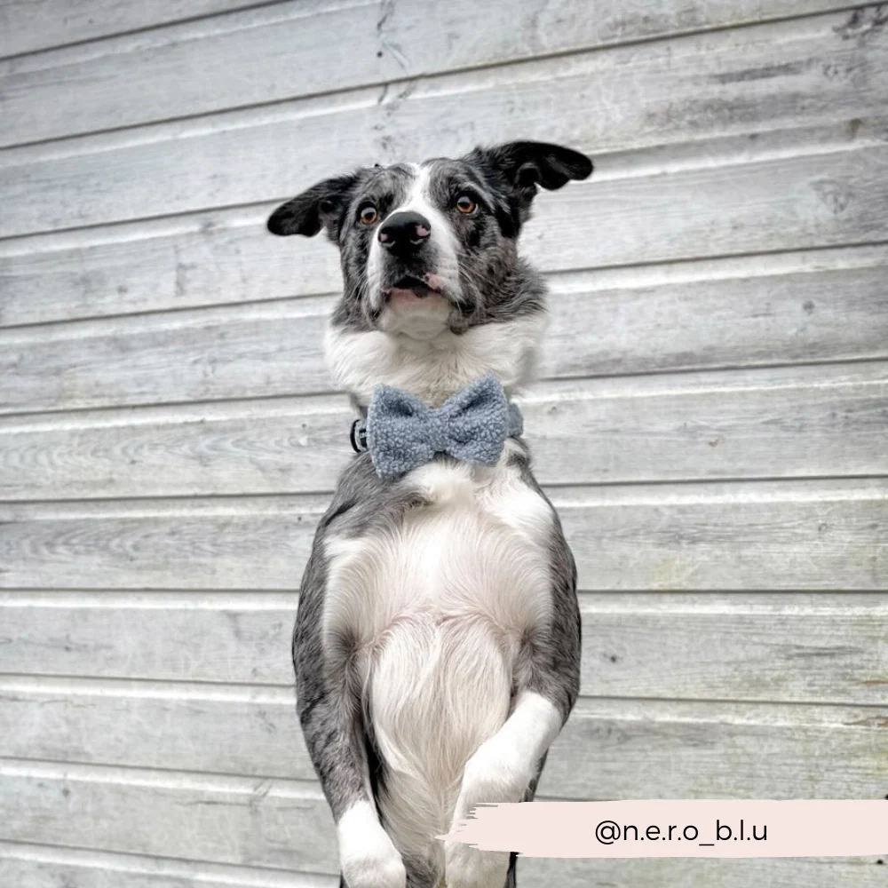 Teddy Bow Tie - Daydream - Image 7
