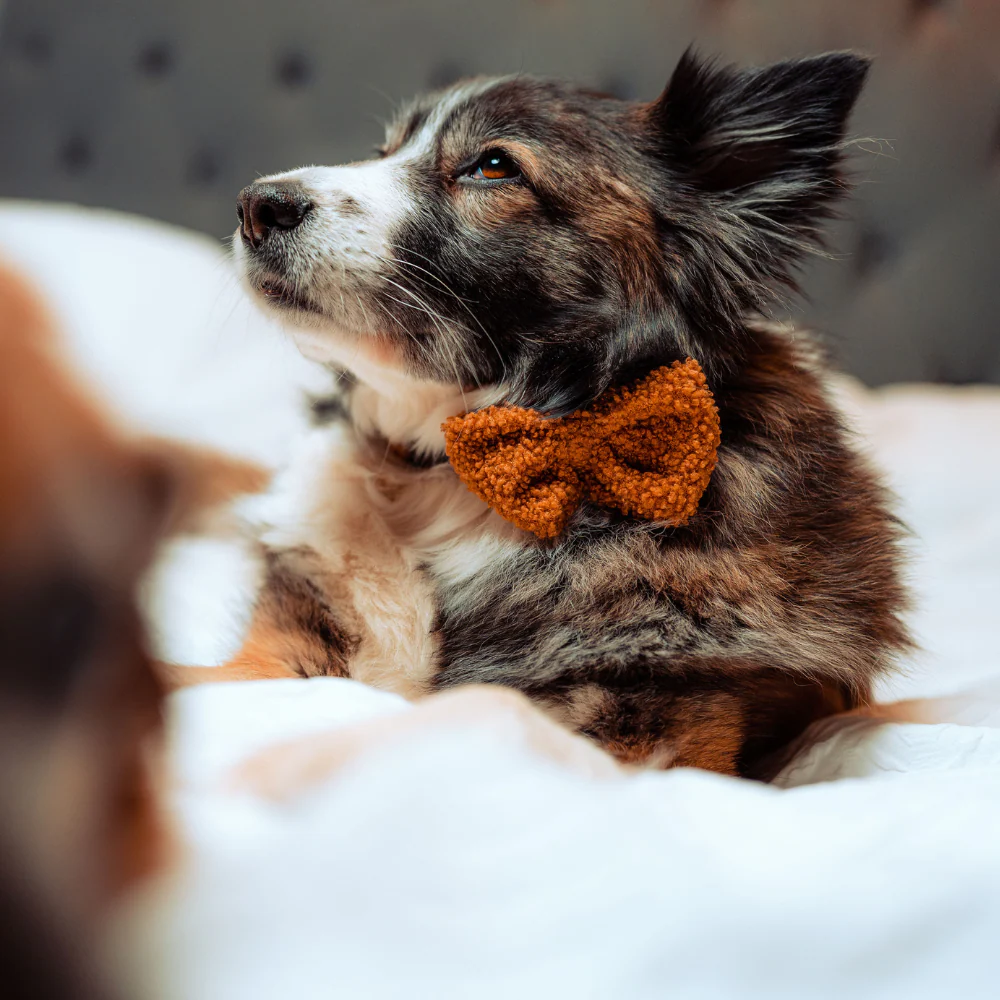 Teddy Bow Tie - Paddington - Image 4