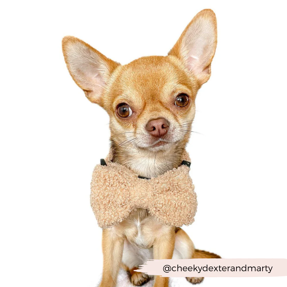 Teddy Bow Tie - Rupert - Image 5