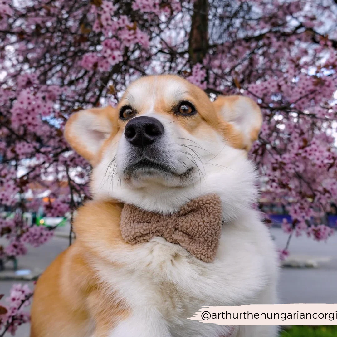 Teddy Bow Tie - Rupert - Image 7