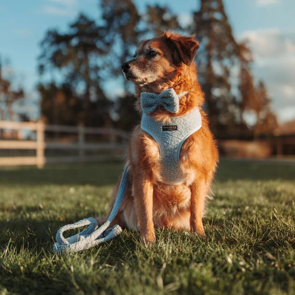 Teddy Lead - Daydream - Image 3