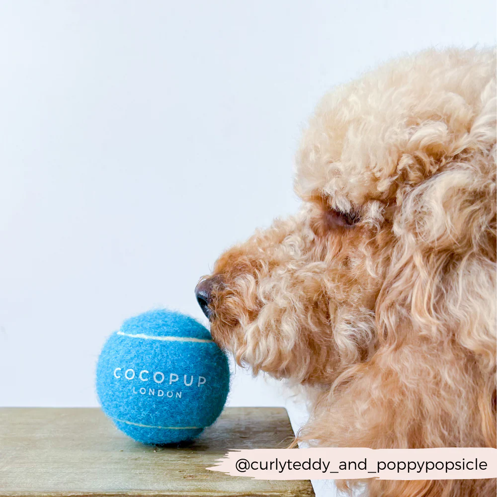 Tennis Ball - Bright Blue - Image 5