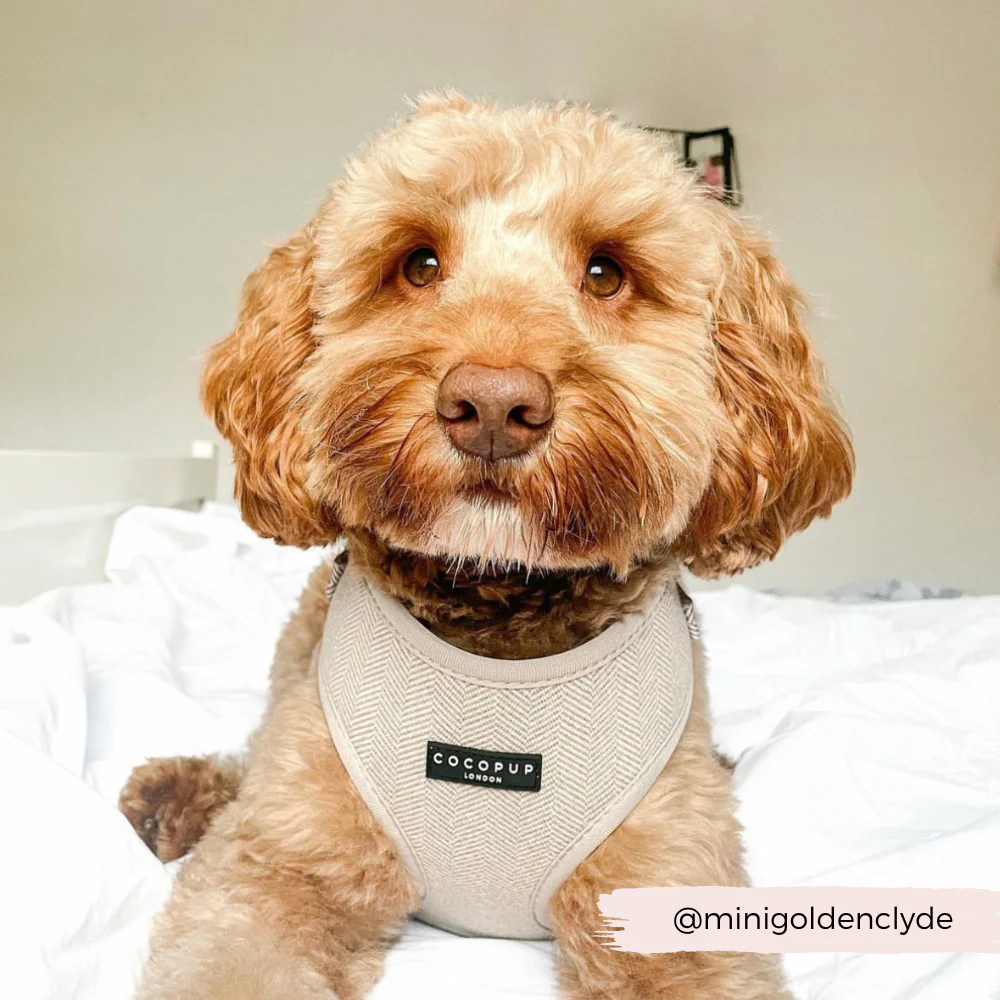 Brown Tweed Adjustable Neck HARNESS - Image 13