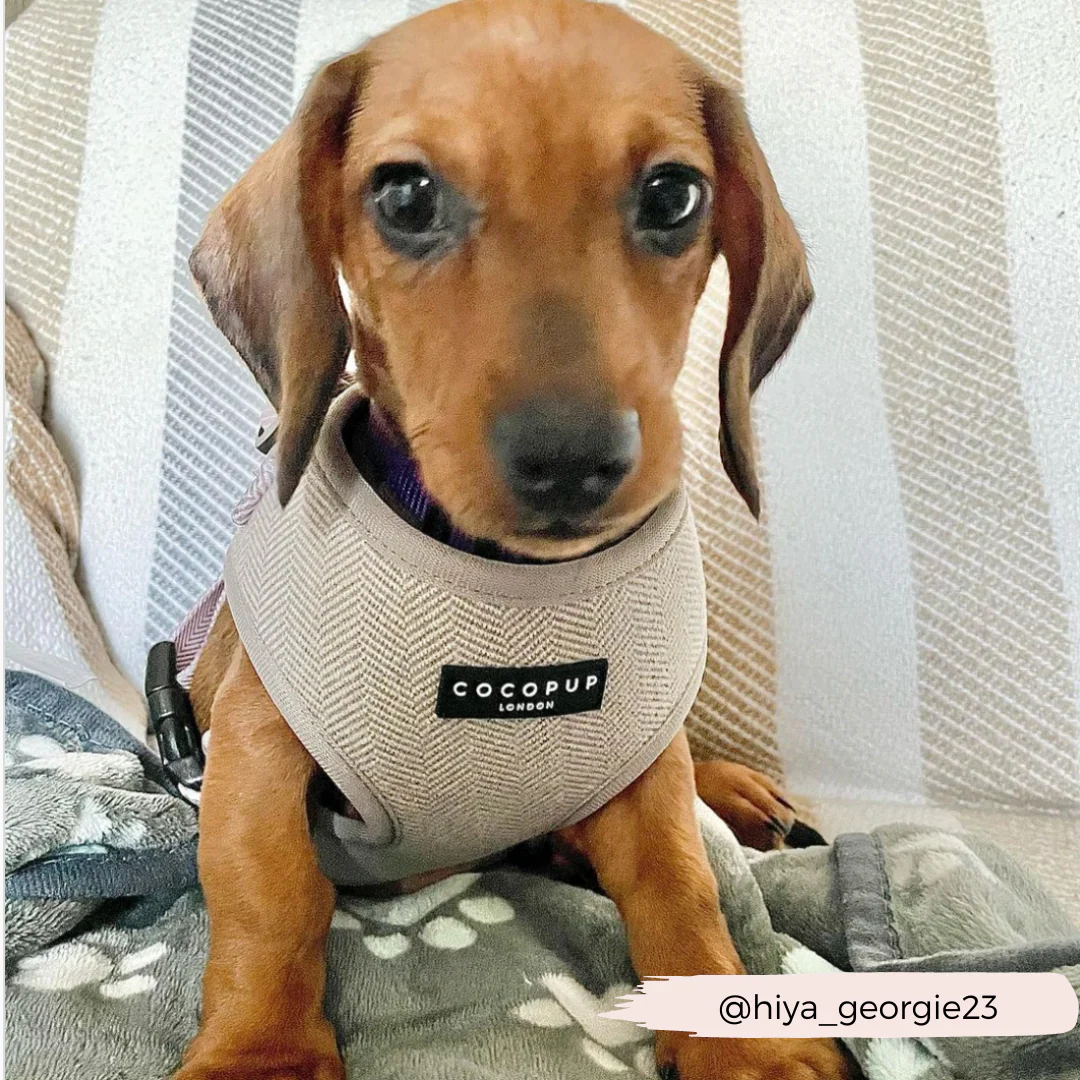 Brown Tweed Adjustable Neck HARNESS - Image 14