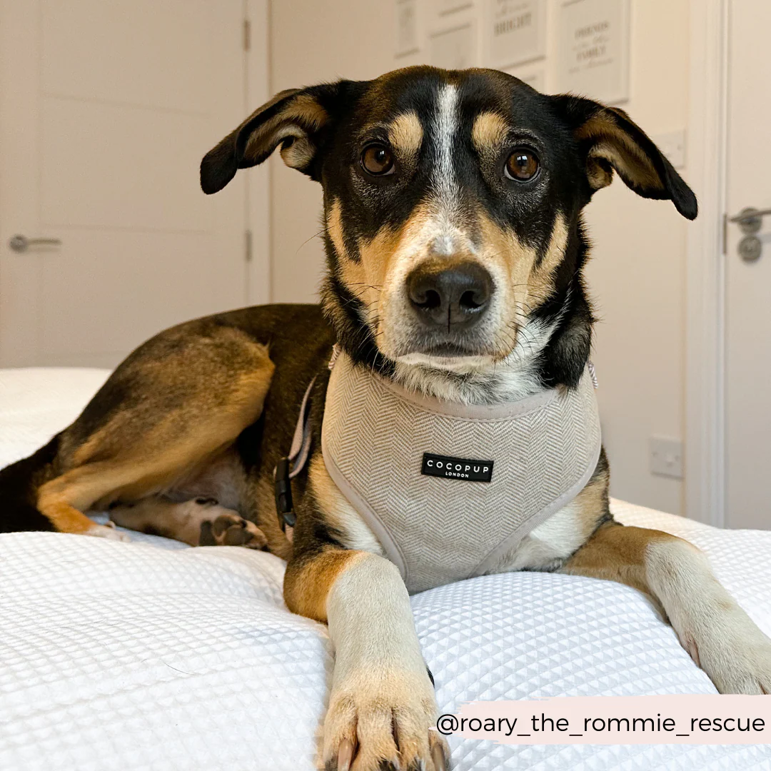 Brown Tweed Adjustable Neck HARNESS - Image 19