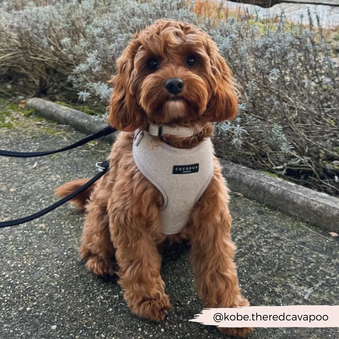 Brown Tweed Adjustable Neck HARNESS - Image 20