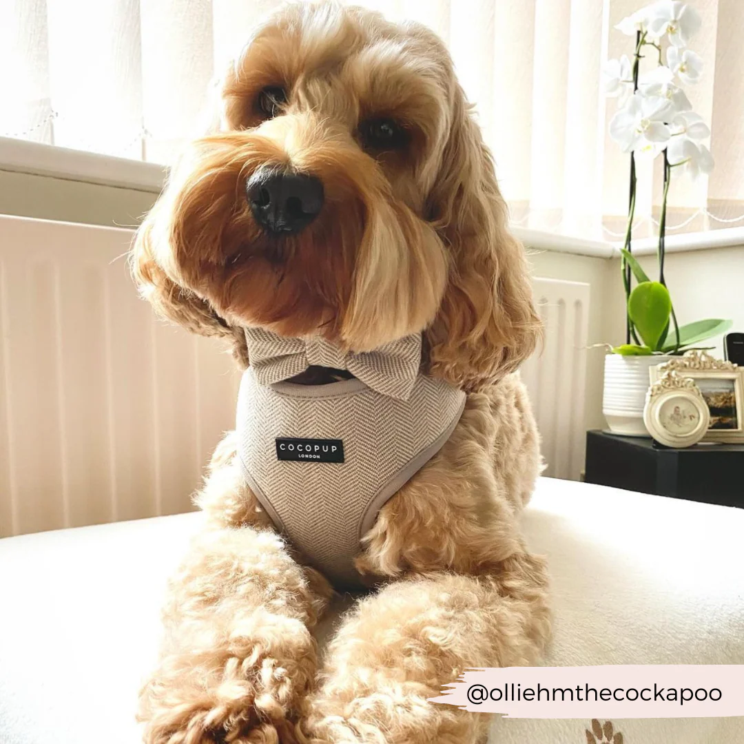 Brown Tweed Adjustable Neck HARNESS - Image 21